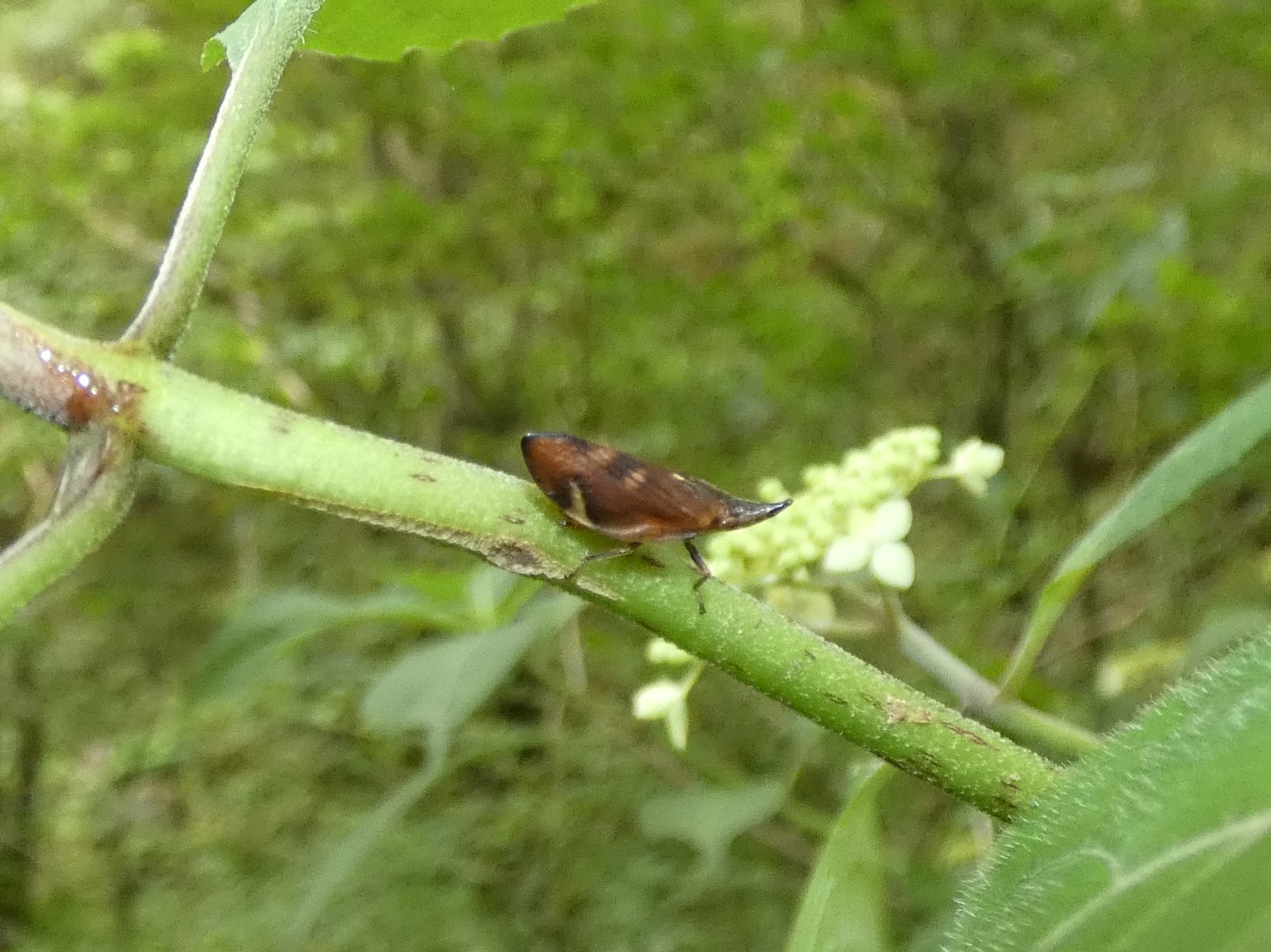 photo_1